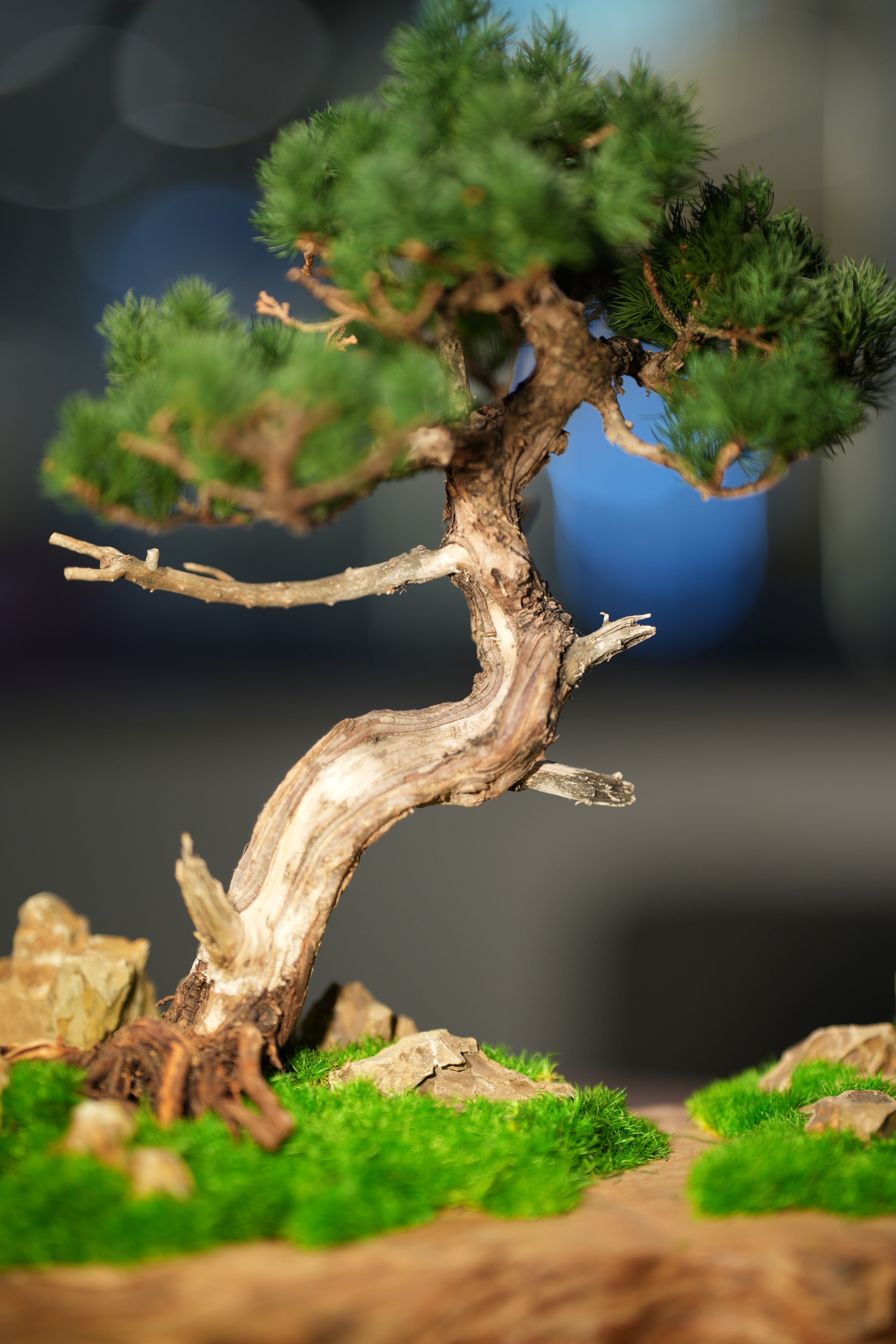 Juniper by the Winding Path - Garden