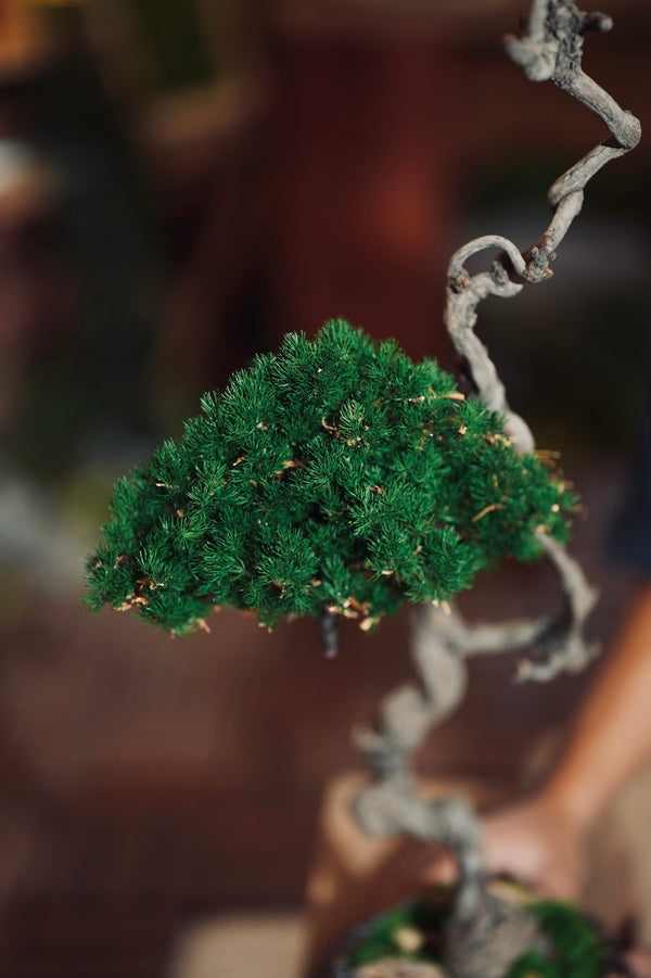 Lone Pine - Poet of the Forest edition (Preserved Plants)