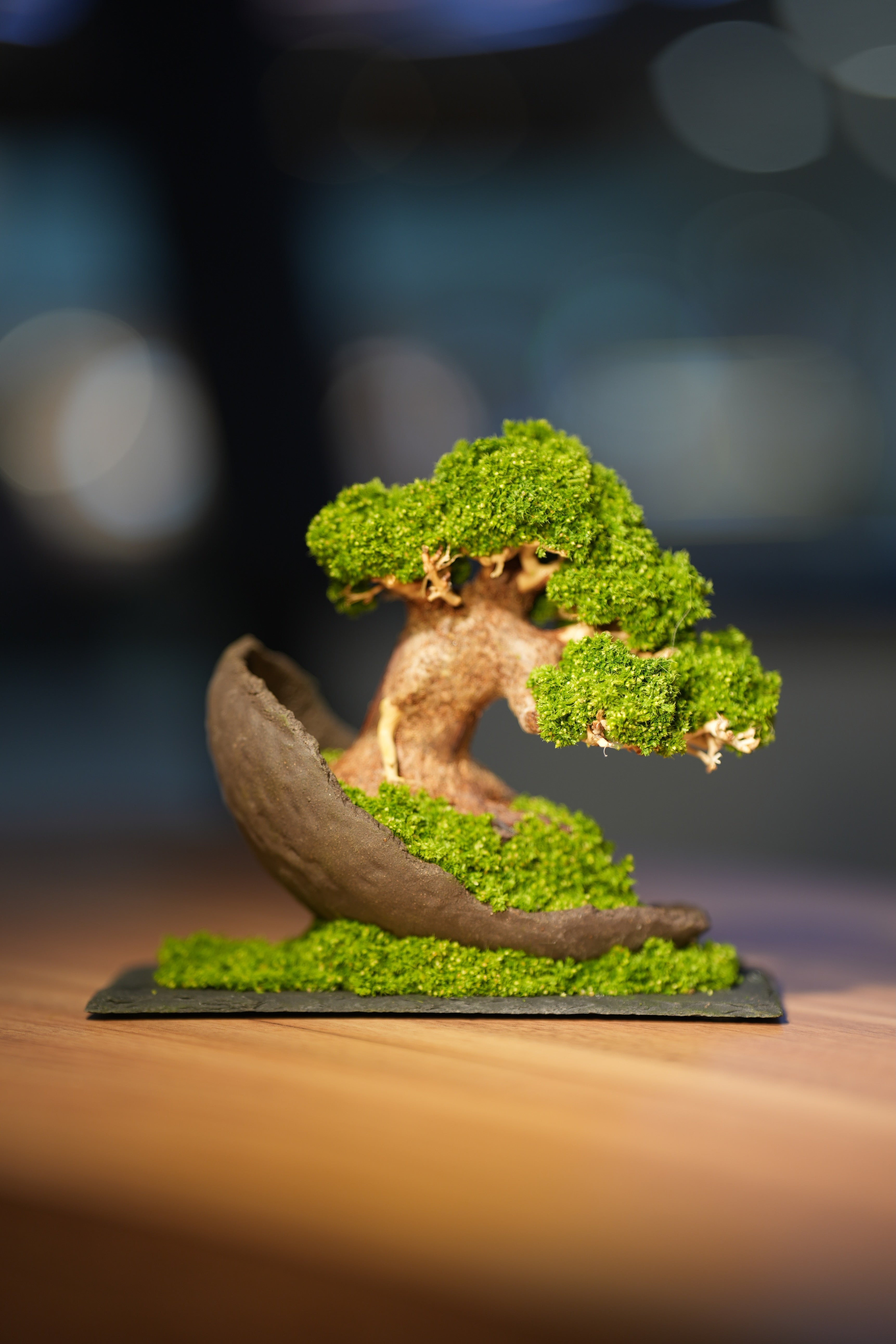 Slow Wood - Young - Half Moon (Preserved Plants)
