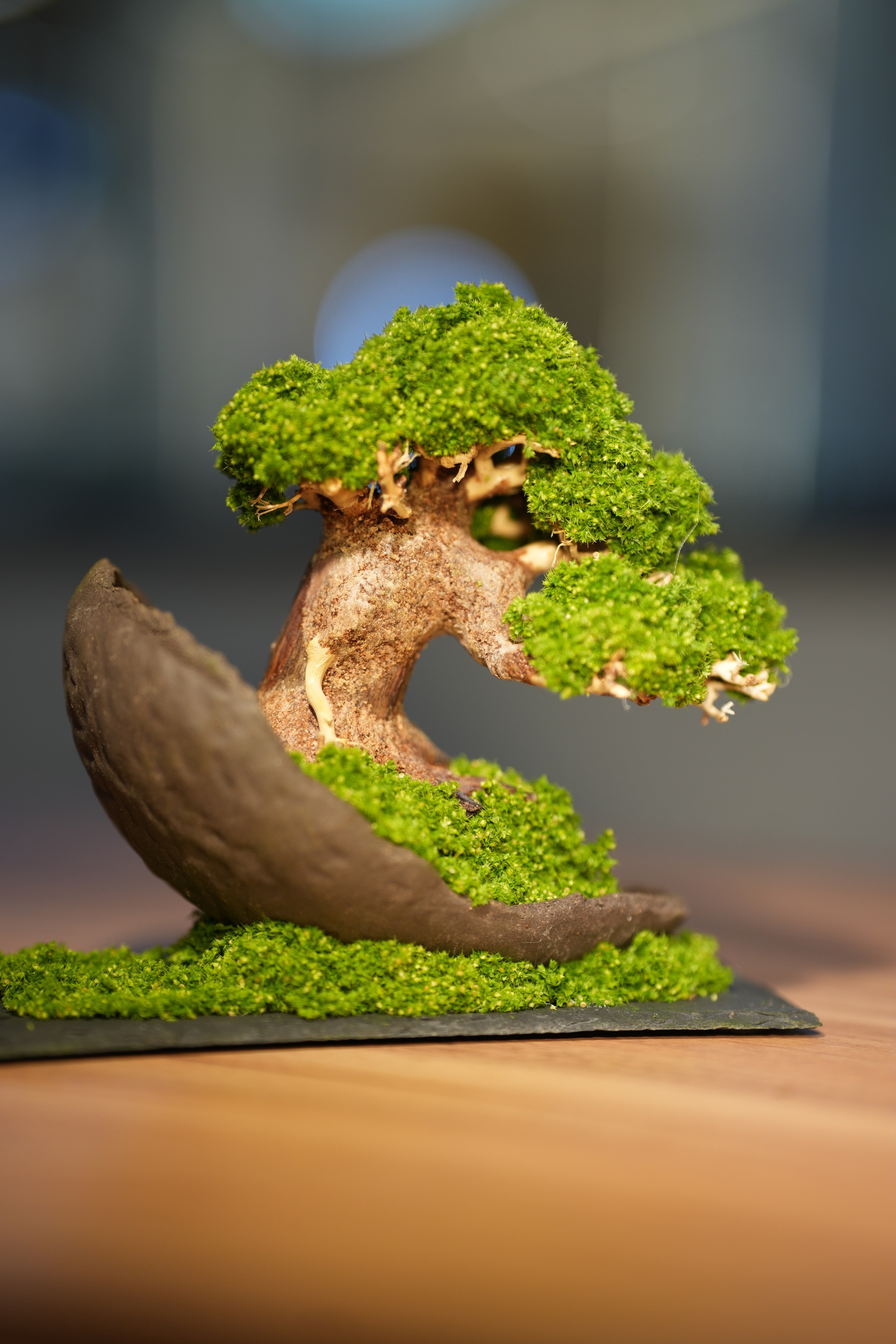 Slow Wood - Young - Half Moon (Preserved Plants)