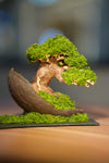Slow Wood - Young - Half Moon (Preserved Plants)