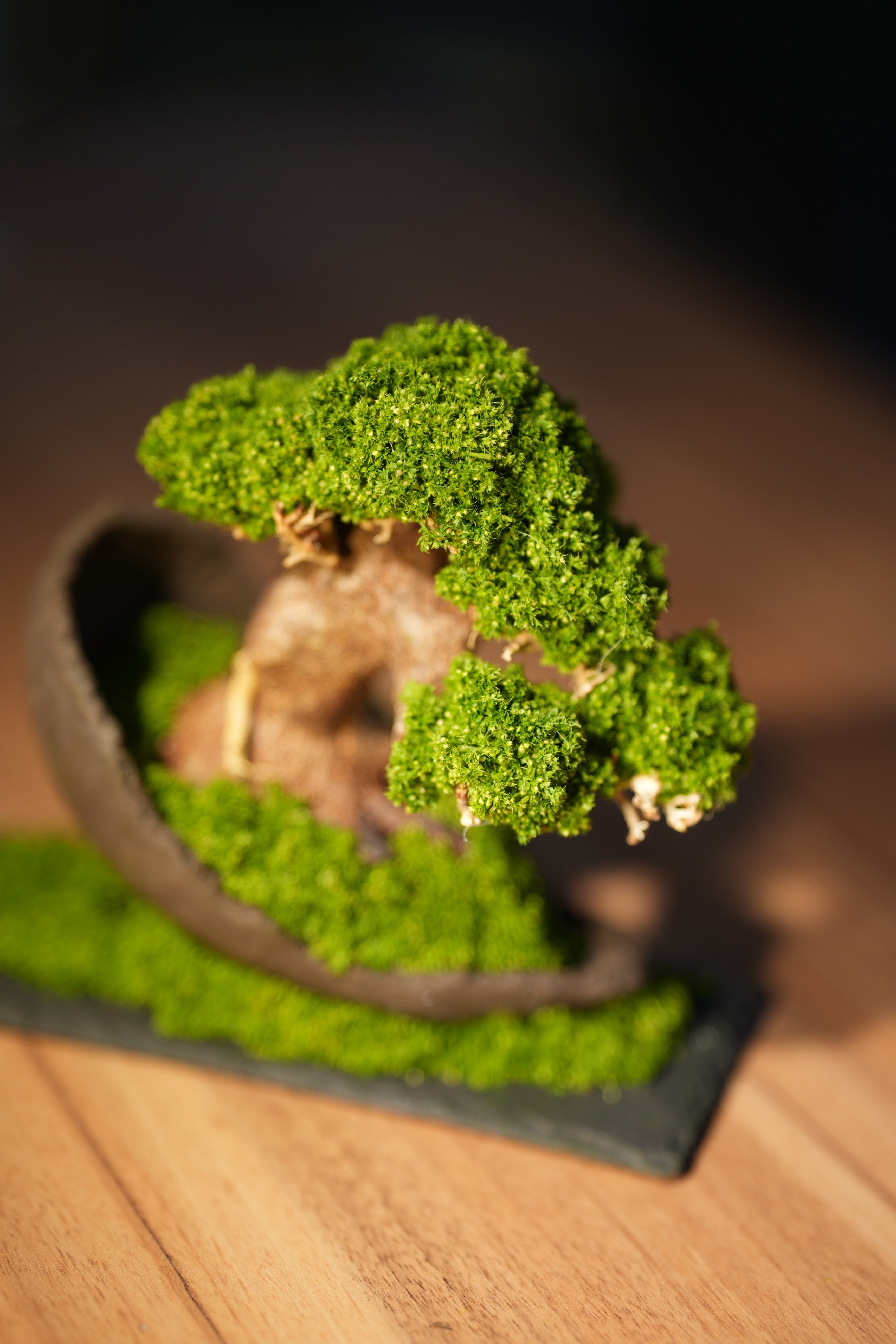 Slow Wood - Young - Half Moon (Preserved Plants)