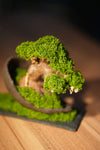 Slow Wood - Young - Half Moon (Preserved Plants)