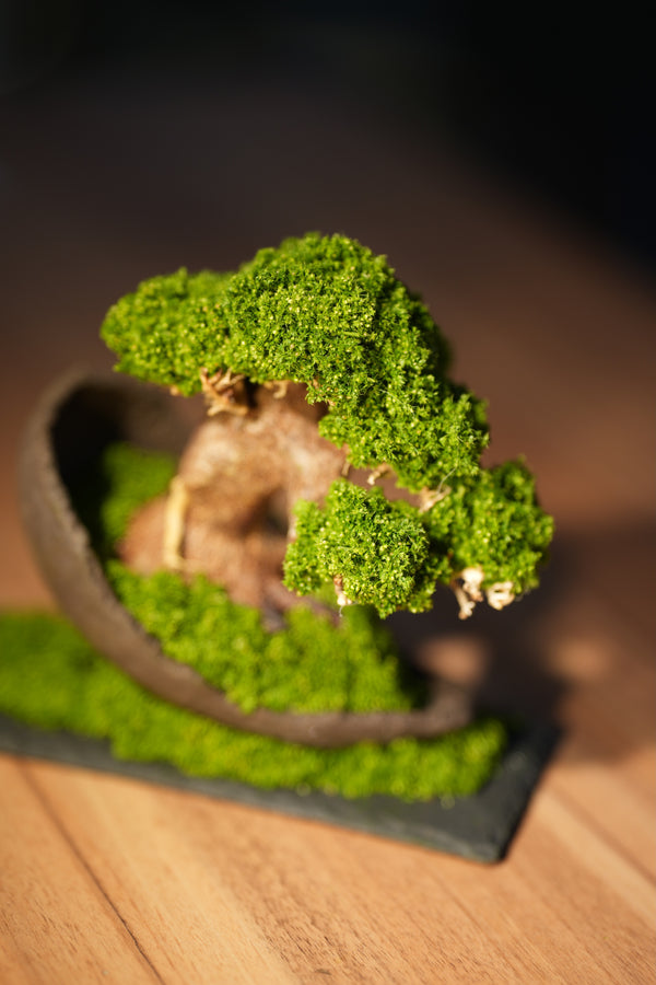 Slow Wood - Young - Half Moon (Preserved Plants)