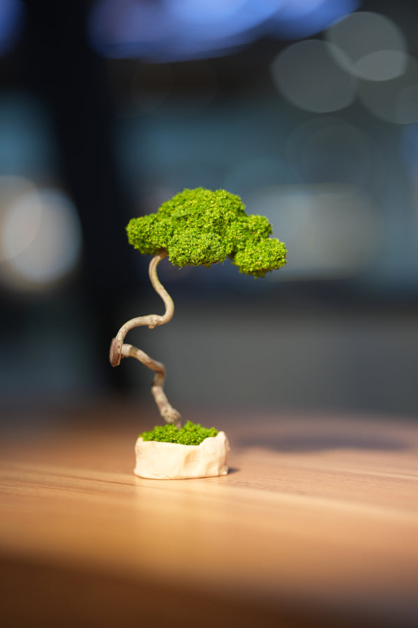 Small Tree in the East