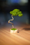 Small Tree in the East