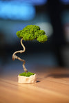 Small Tree in the East