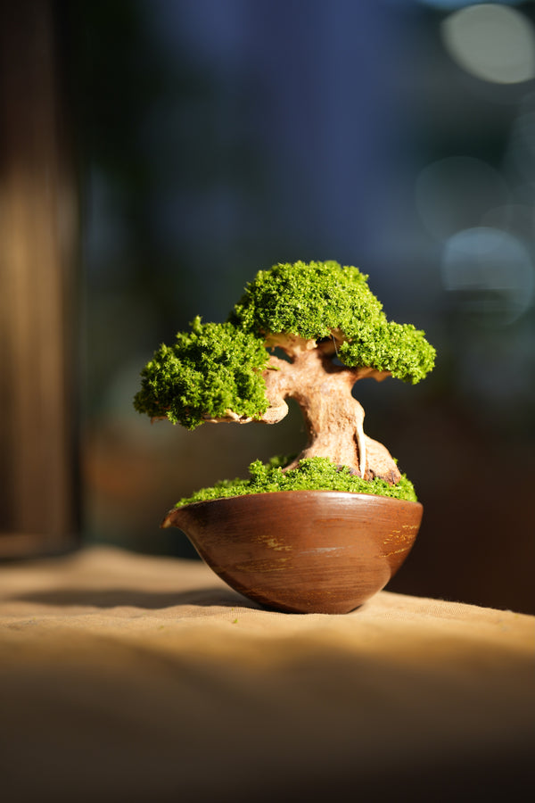 Slow Wood - Young (Preserved Plants)