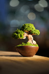 Slow Wood - Young (Preserved Plants)