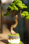Rosewood - Poet of the Forest - Benchmark