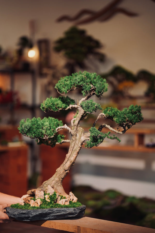 Pine on the Flight of Time (Preserved Plants)