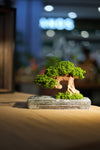 Slow Wood - Young - Anchor (Preserved Plants)