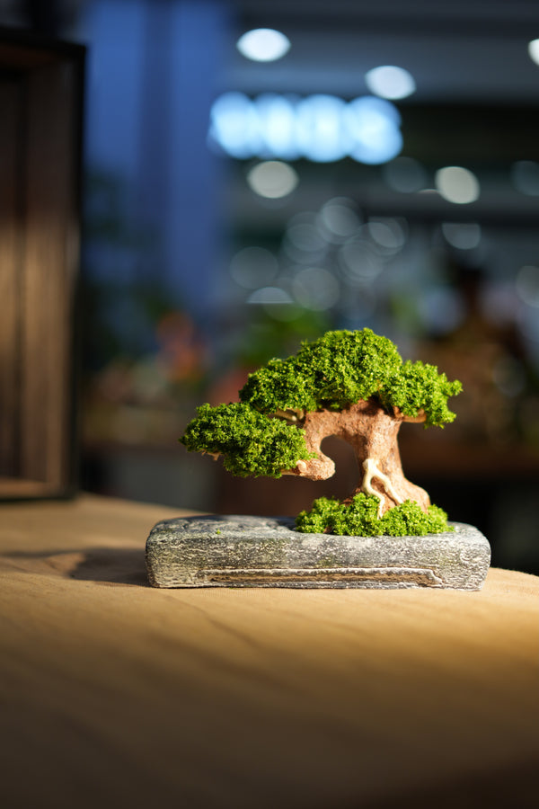 Slow Wood - Young - Anchor (Preserved Plants)