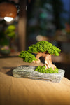 Slow Wood - Young - Anchor (Preserved Plants)