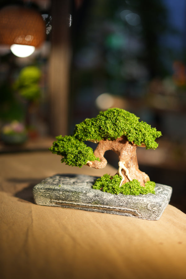 Slow Wood - Young - Anchor (Preserved Plants)
