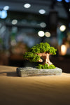 Slow Wood - Young - Anchor (Preserved Plants)