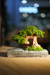 Slow Wood - Young - Anchor (Preserved Plants)