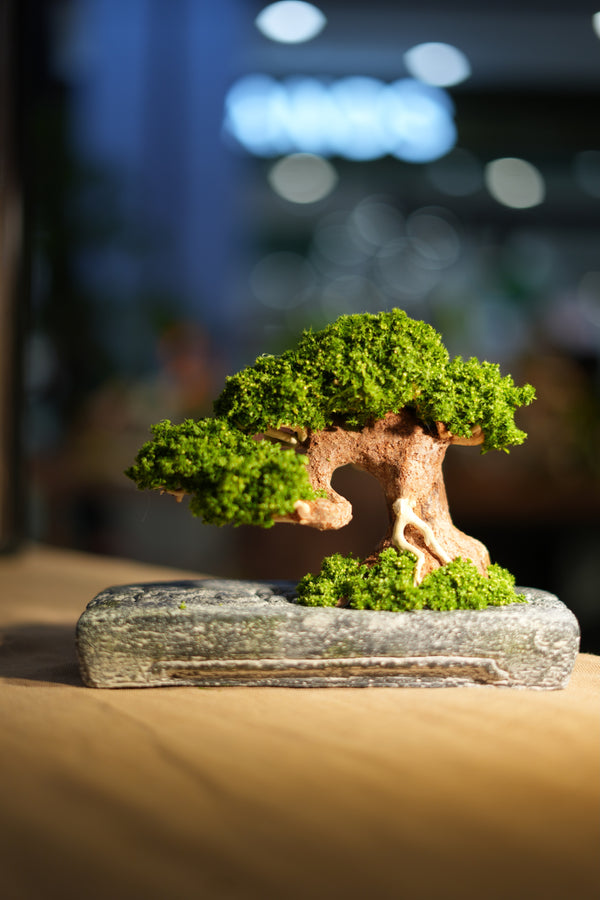 Slow Wood - Young - Anchor (Preserved Plants)