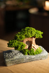 Slow Wood - Young - Anchor (Preserved Plants)