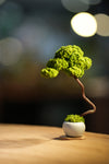 Small Tree in the East