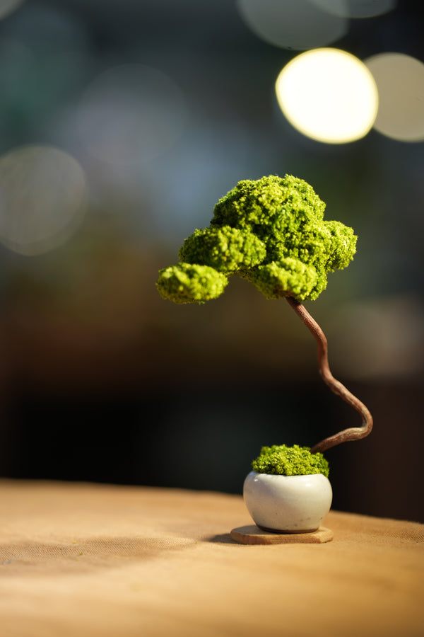 Small Tree in the East