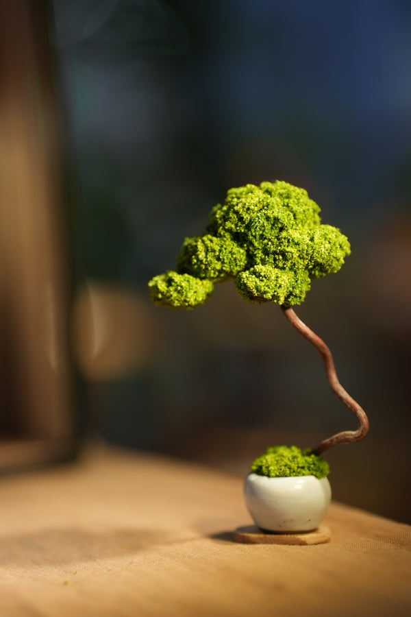 Small Tree in the East