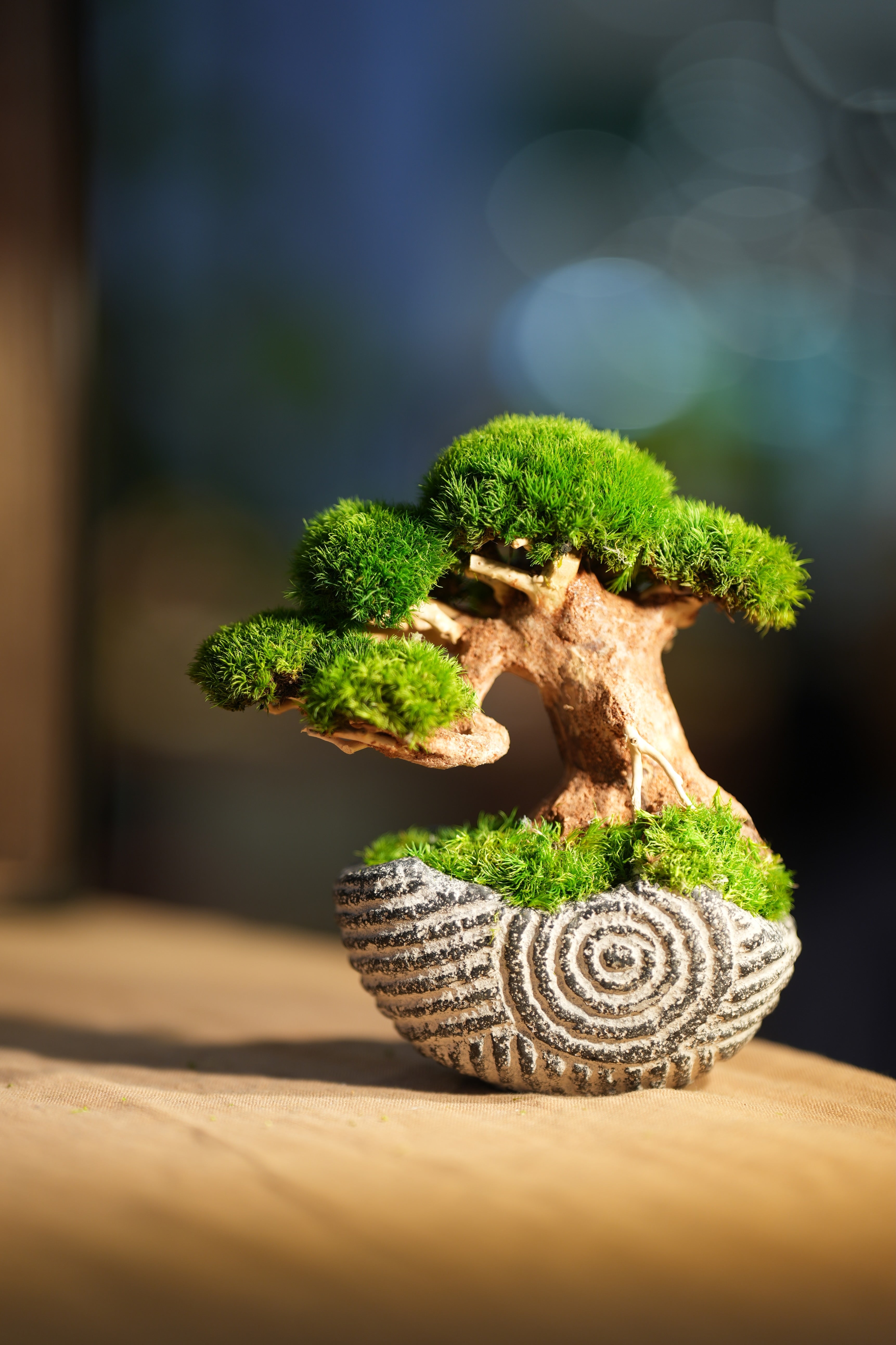 Slow Wood - Young - Spiral (Preserved Plants)
