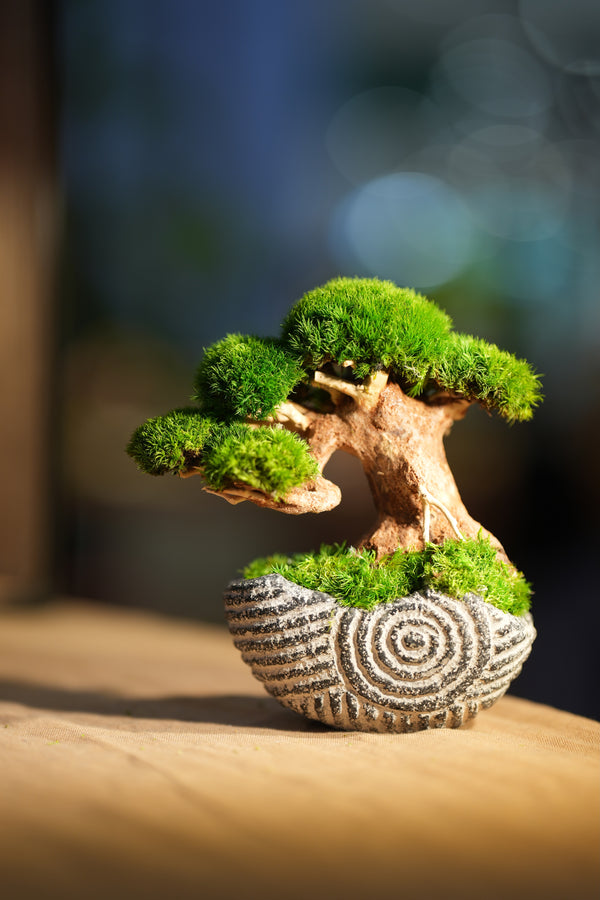 Slow Wood - Young - Spiral (Preserved Plants)