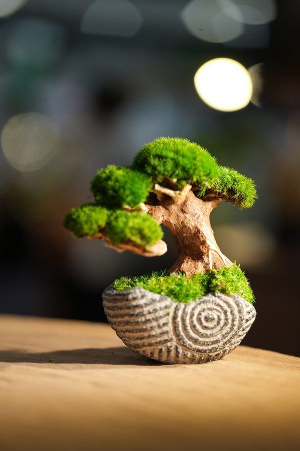 Slow Wood - Young - Spiral (Preserved Plants)