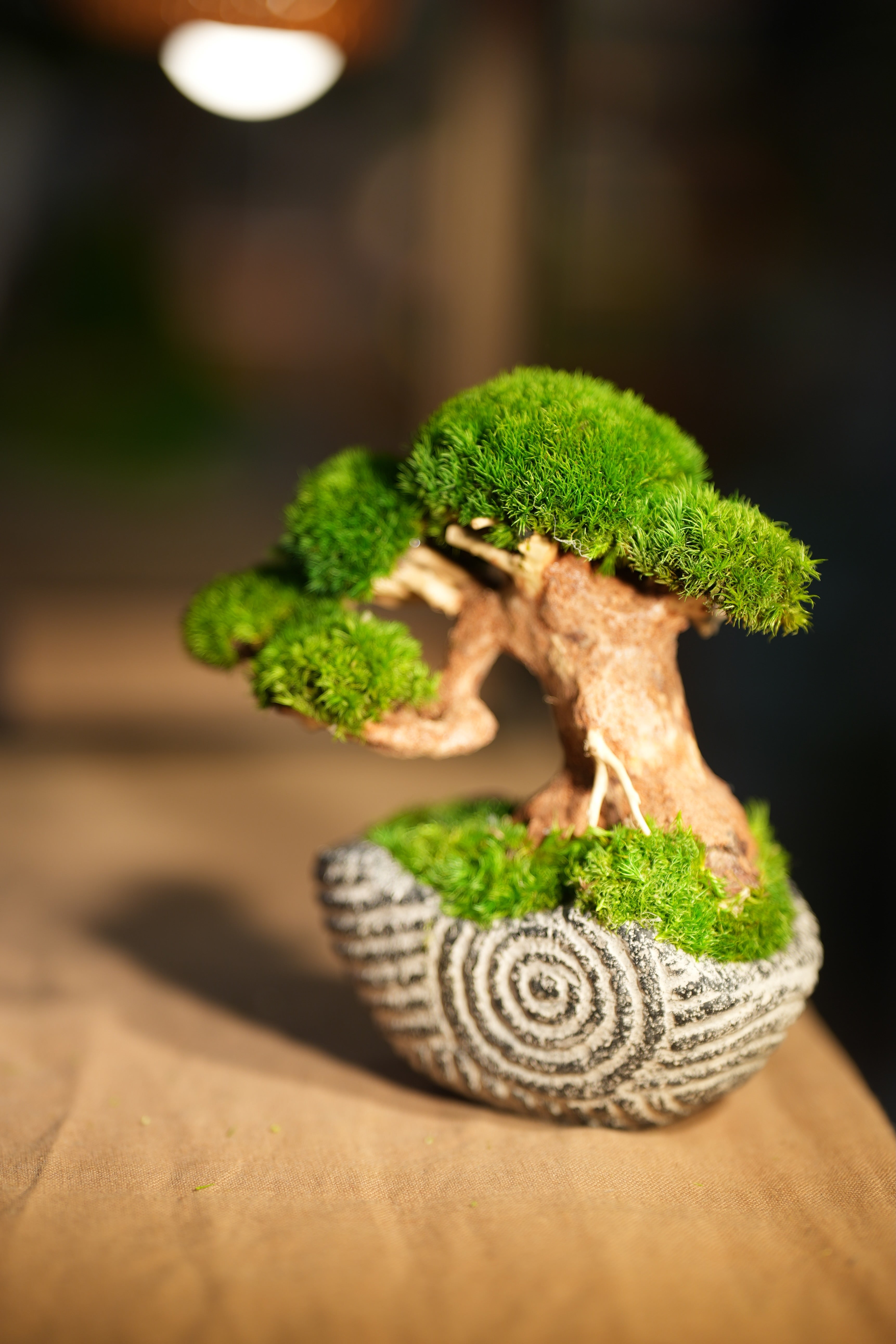 Slow Wood - Young - Spiral (Preserved Plants)