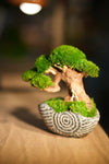 Slow Wood - Young - Spiral (Preserved Plants)