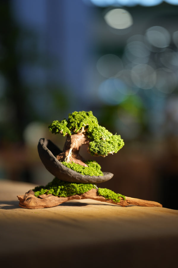 Slow Wood - Young - Half Moon - Driftwood
