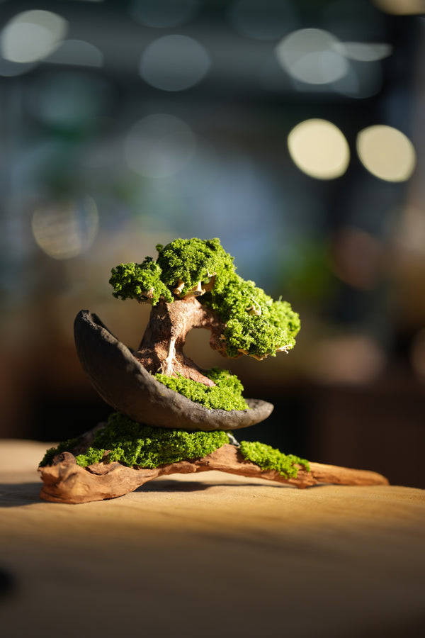 Slow Wood - Young - Half Moon - Driftwood