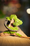 Slow Wood - Young - Half Moon - Driftwood