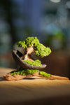 Slow Wood - Young - Half Moon - Driftwood