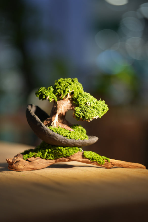 Slow Wood - Young - Half Moon - Driftwood