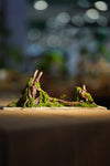 Angel's Landing - Driftwood