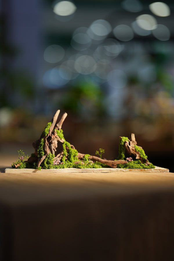 Angel's Landing - Driftwood
