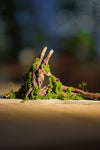 Angel's Landing - Driftwood