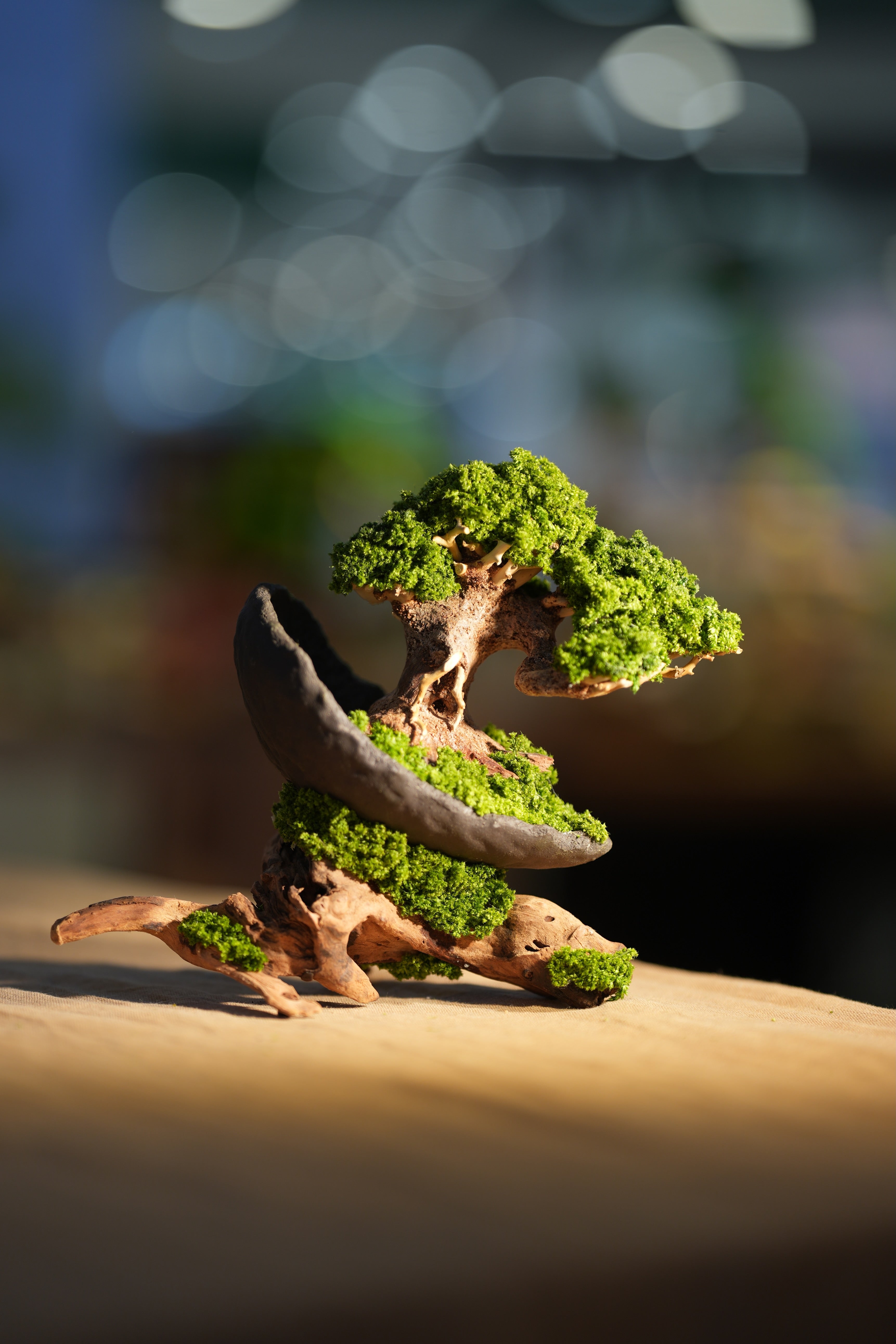 Slow Wood - Young - Half Moon - Driftwood