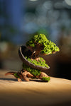 Slow Wood - Young - Half Moon - Driftwood