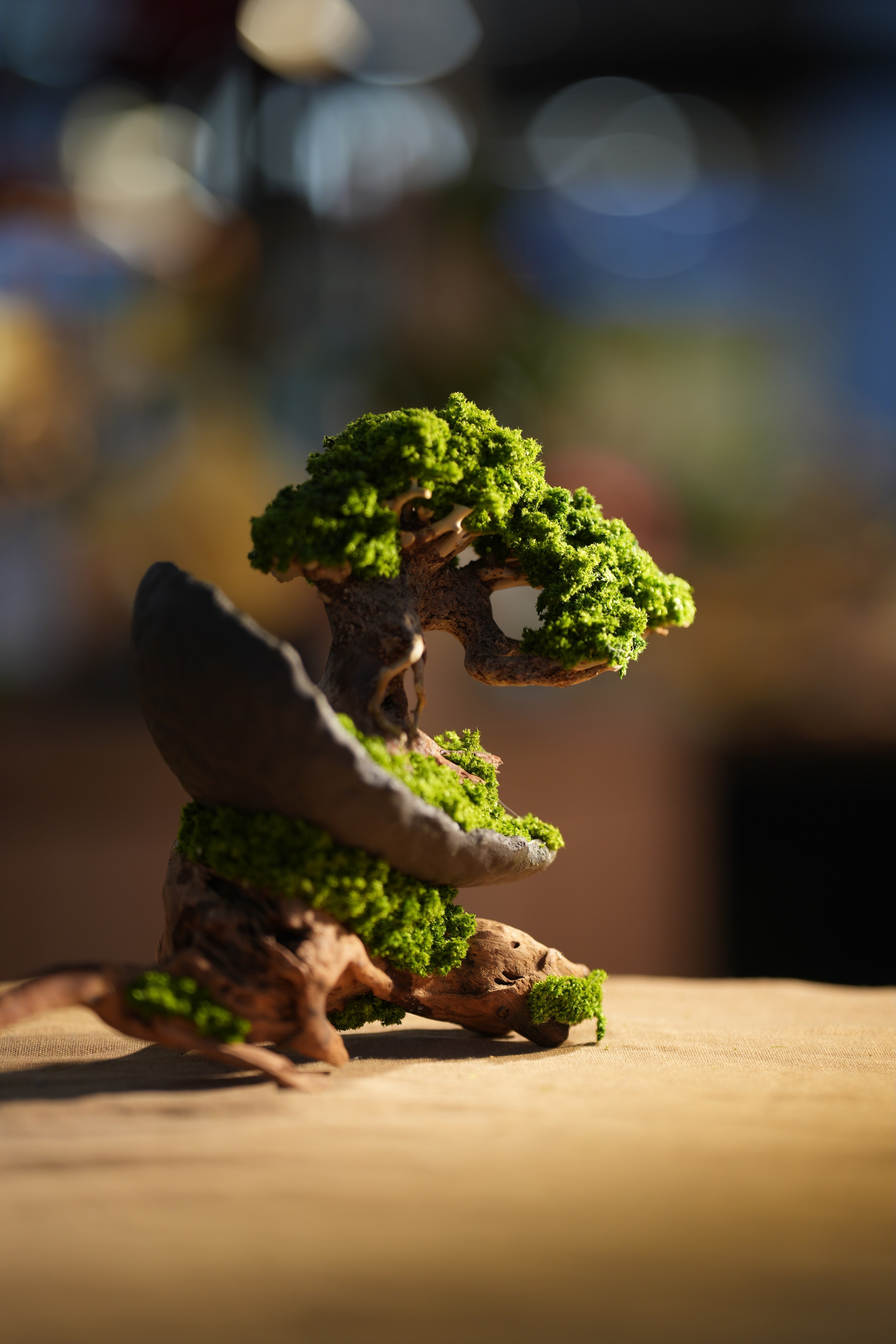 Slow Wood - Young - Half Moon - Driftwood