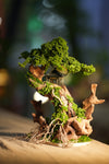 Rise - the Return of Classics (Preserved Plants + Metal Crafts)
