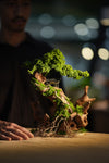 Rise - the Return of Classics (Preserved Plants + Metal Crafts)