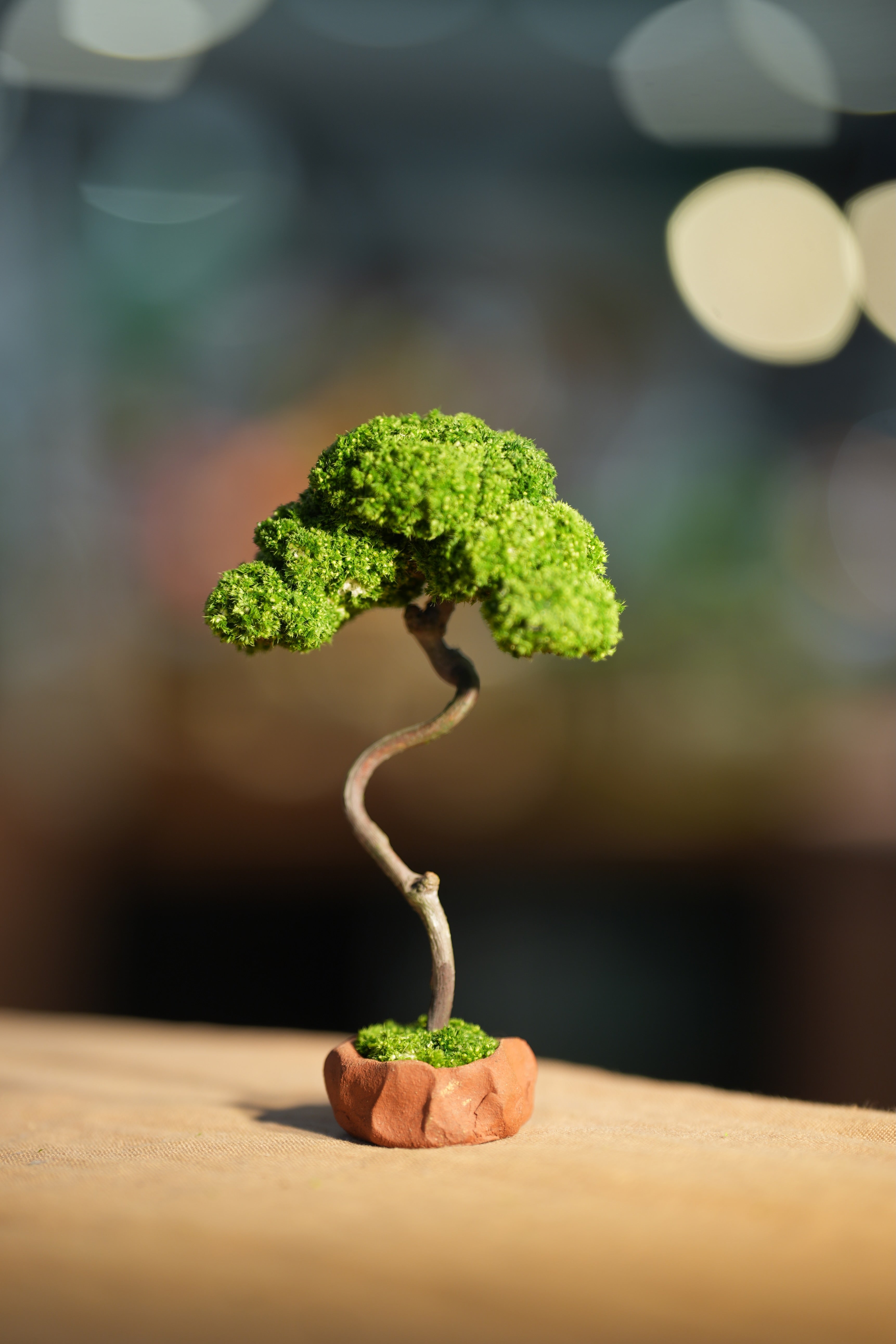 Small Tree in the East