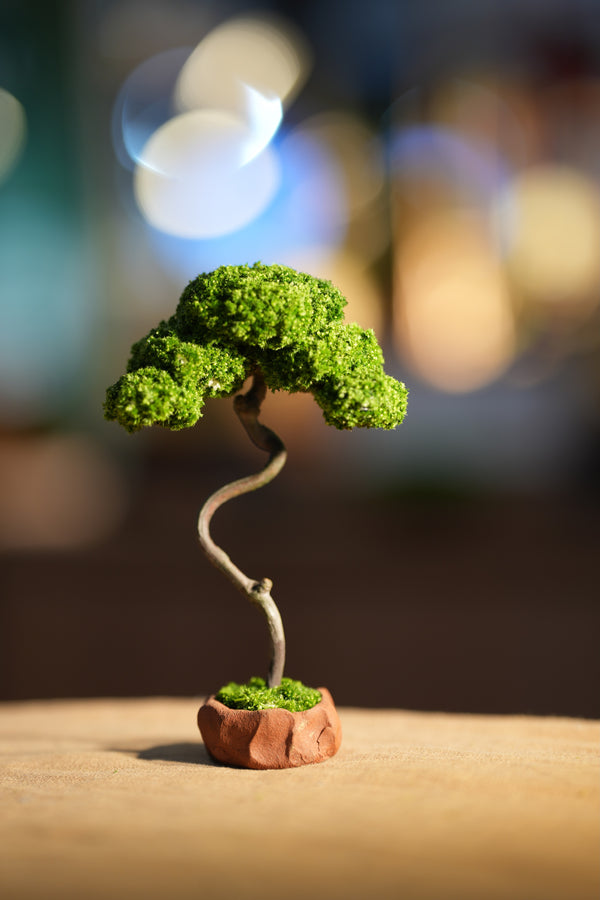 Small Tree in the East