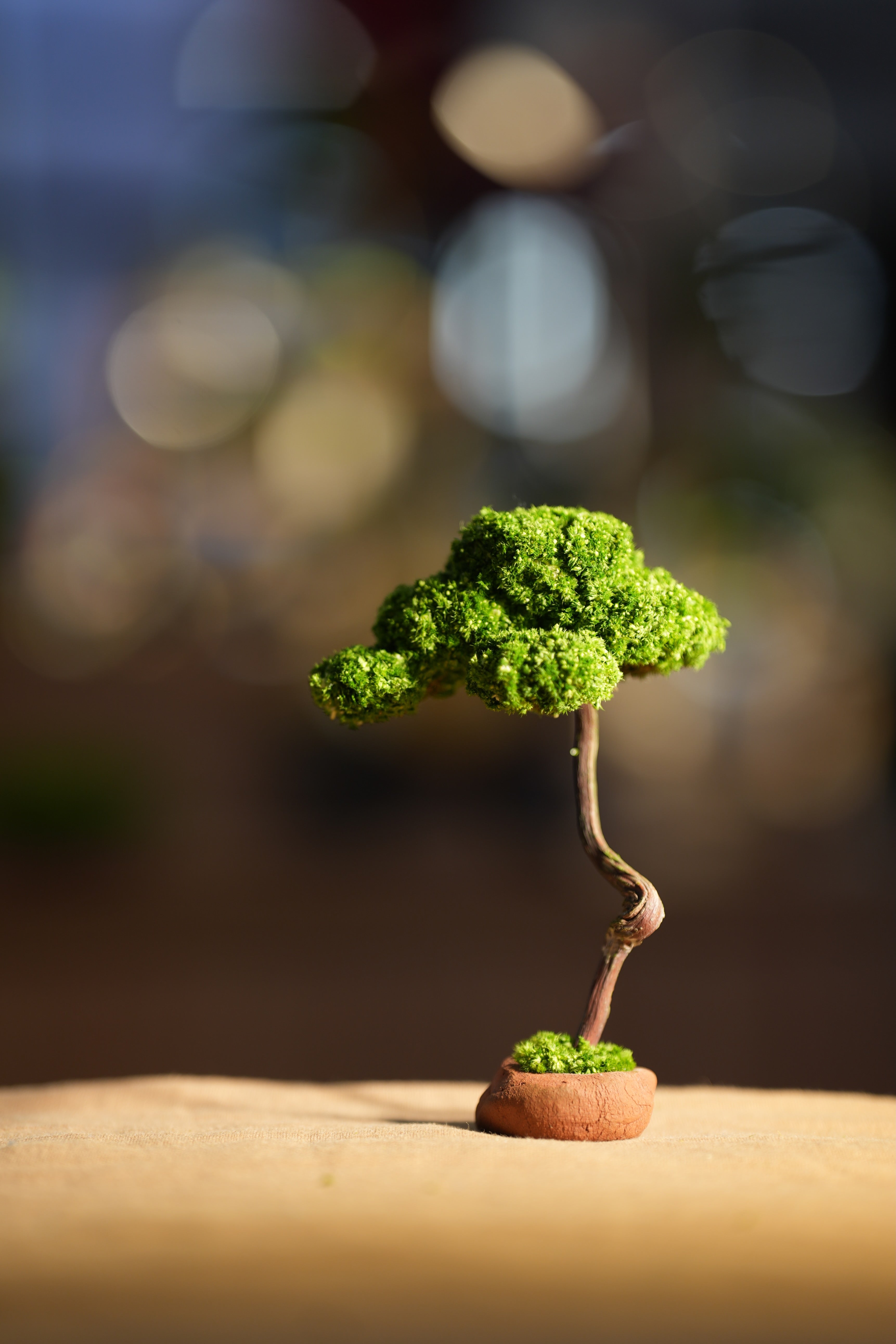 Small Tree in the East