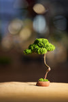 Small Tree in the East