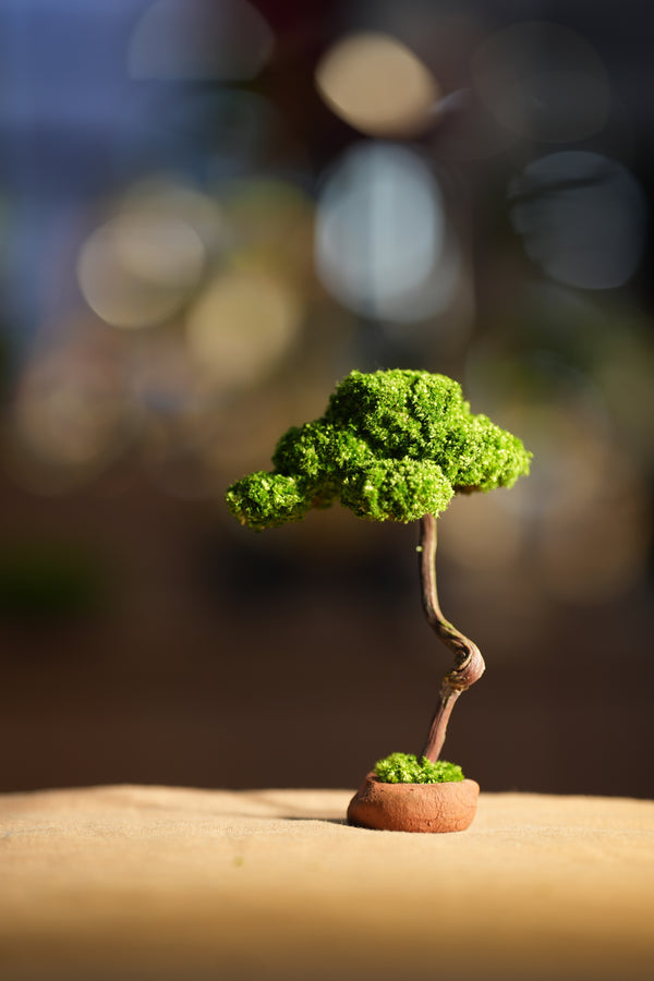 Small Tree in the East