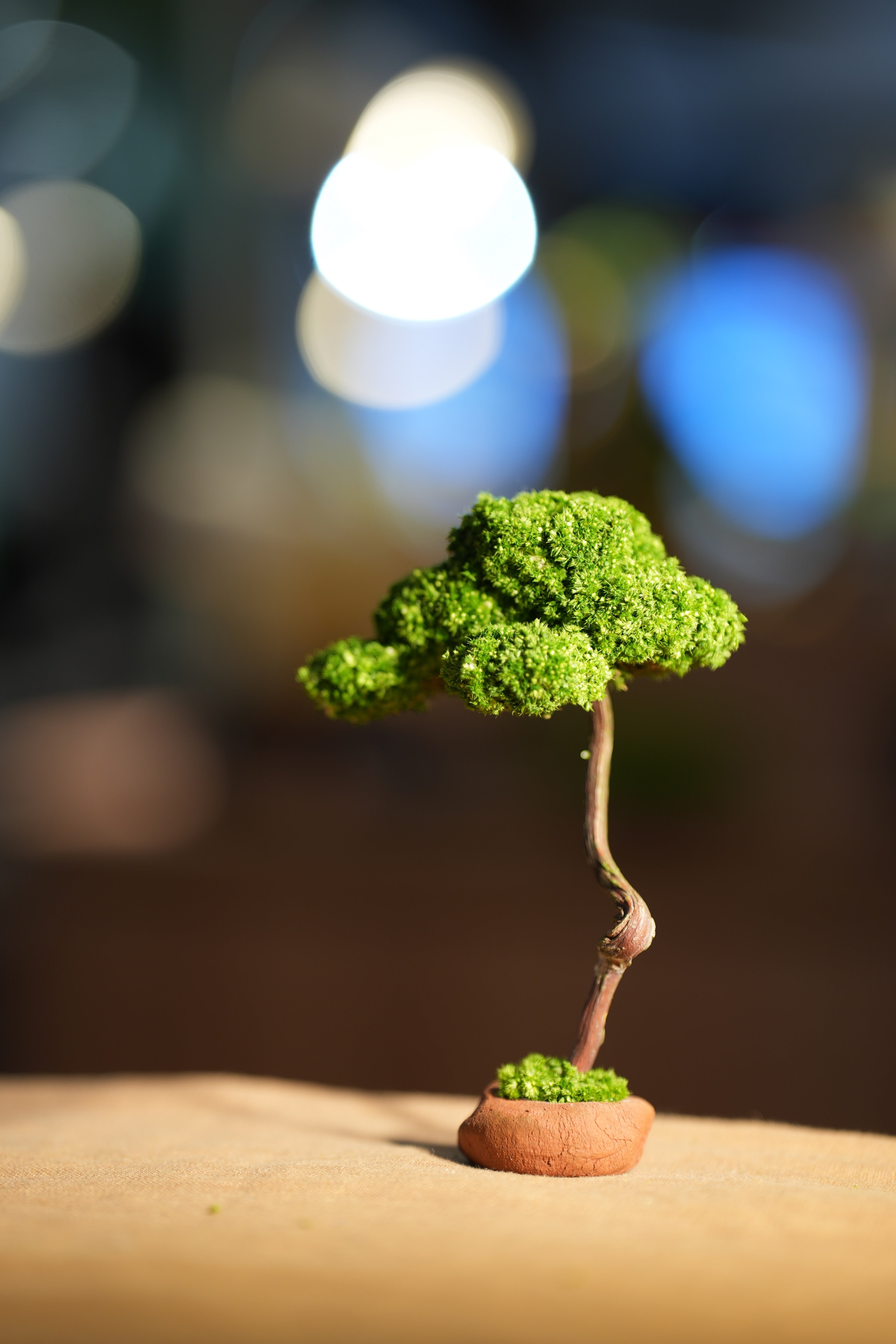 Small Tree in the East